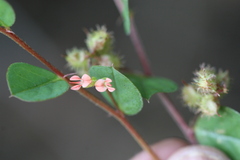Indigofera nummulariifolia